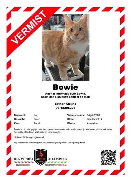 Maine coon kater Bowie vermist, Kat