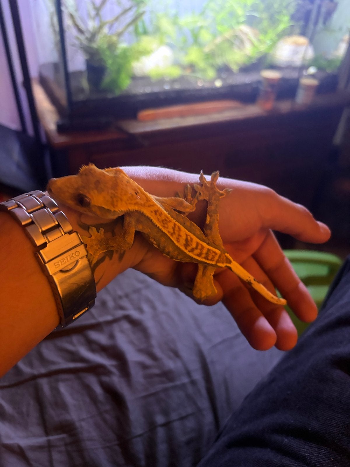 Wimper gekko met bio actief terrarium Crested Gecko photo 7