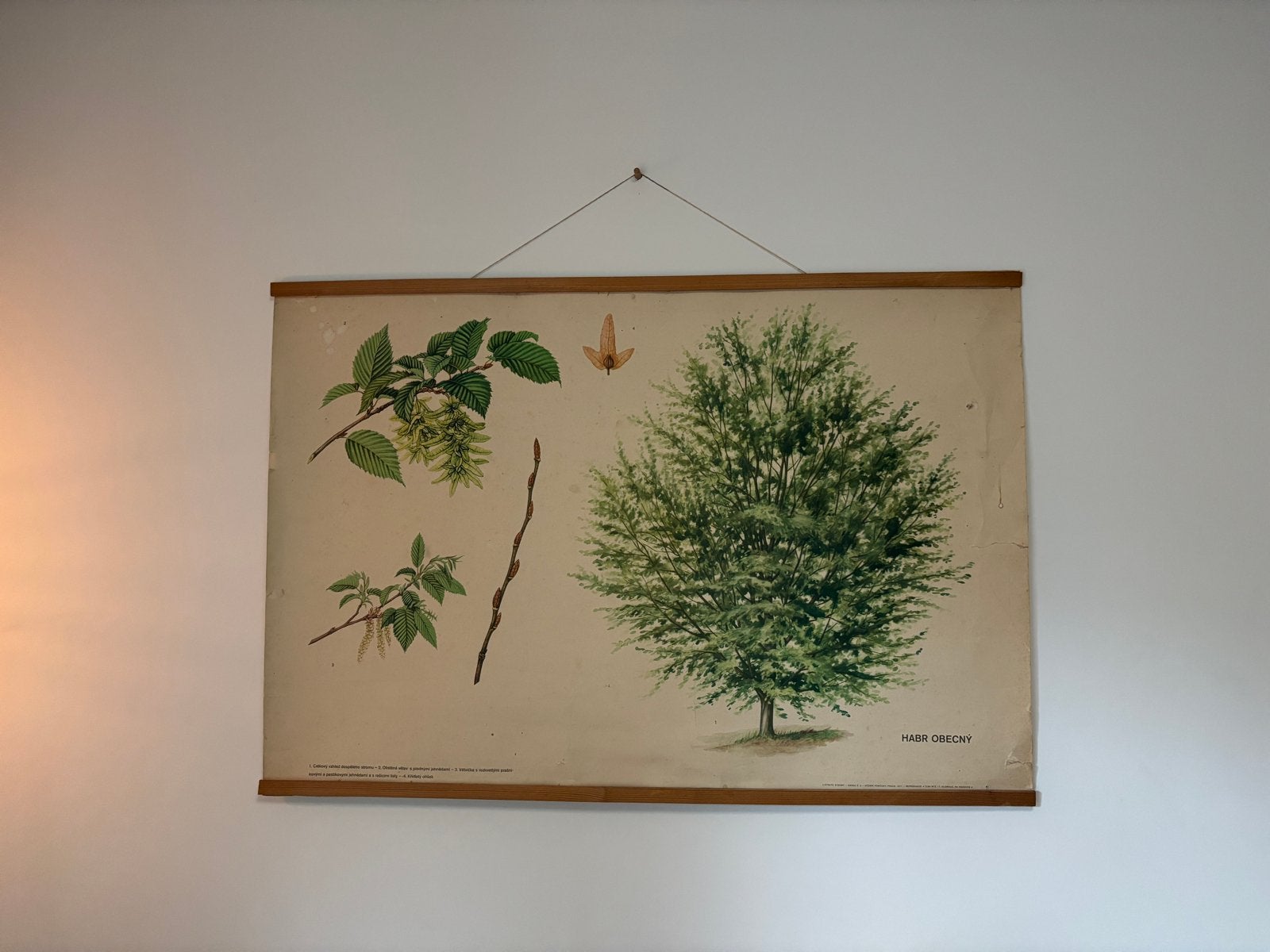 Vintage Botanische Schoolplaat - Haagbeuk (Carpinus betulus), Antiek en Kunst, Ophalen, Natuur en Biologie