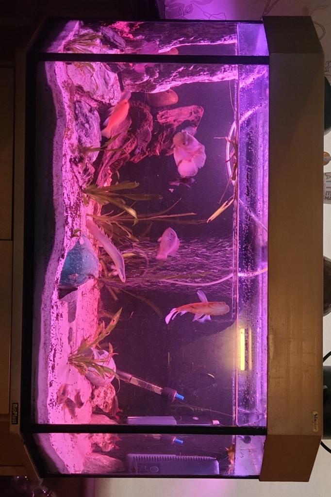 150L aqua met toebehoren, Ophalen of Verzenden
