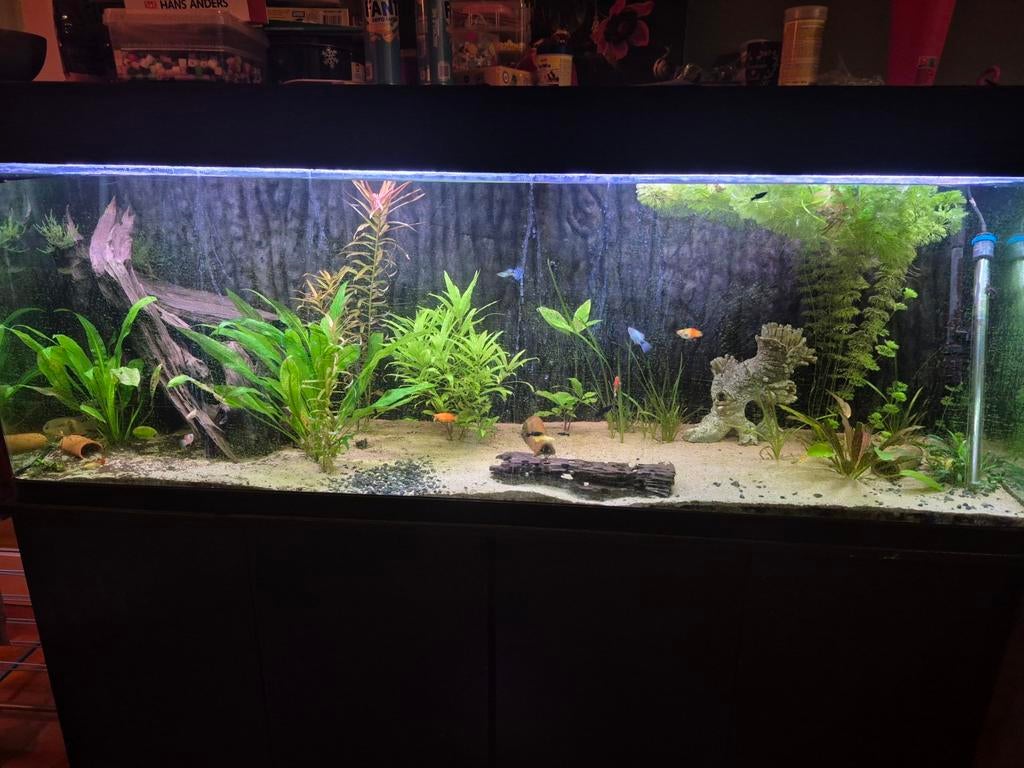 180cm aquarium, Dieren en Toebehoren, Vissen | Aquaria en Toebehoren, Ophalen, Inclusief vissen, Zo goed als nieuw, Gevuld zoetwateraquarium