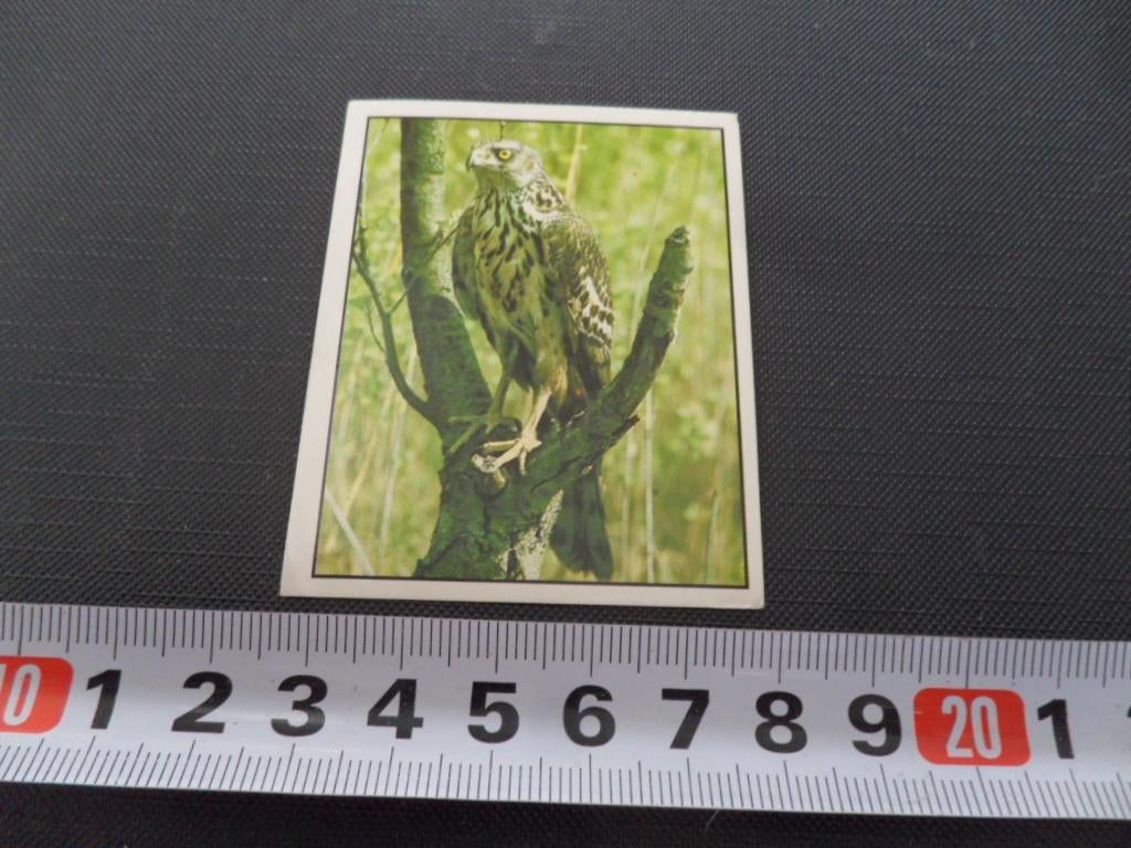 sticker panini WWF red de natuur #194, Ophalen, Zo goed als nieuw
