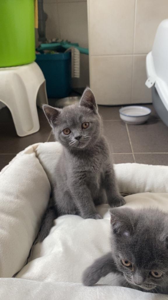 Britse korthaar kater, Dieren en Toebehoren, Katten en Kittens | Raskatten | Korthaar, Kater, Ontwormd, 0 tot 2 jaar