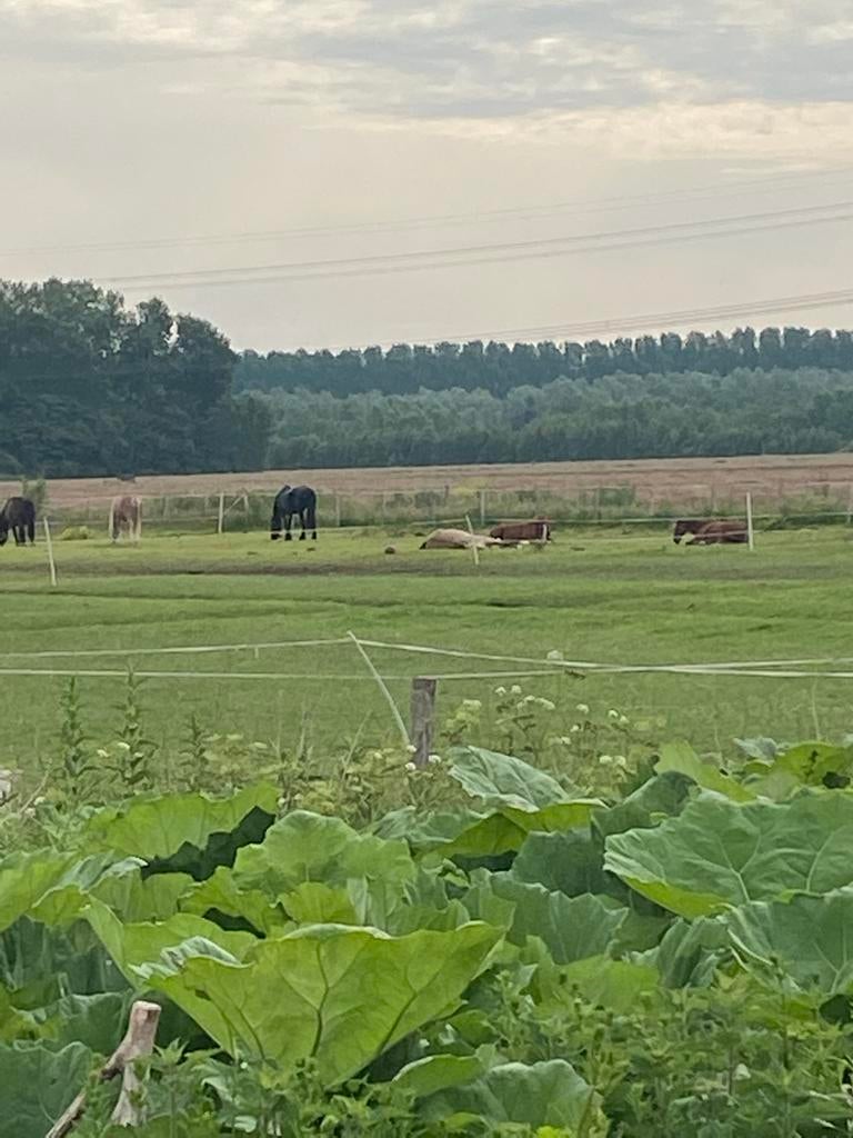 Plekje vrij in Diemen voor een ruin, Dieren en Toebehoren, Stalling en Weidegang, Weidegang, 1 paard of pony