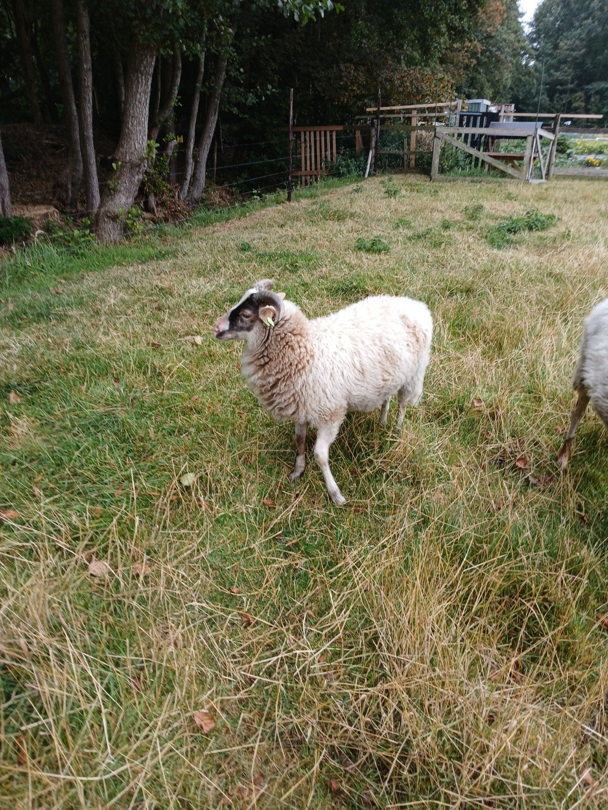 jonge ram drens. heideschaap, Dieren en Toebehoren, Mannelijk, Schaap, 0 tot 2 jaar