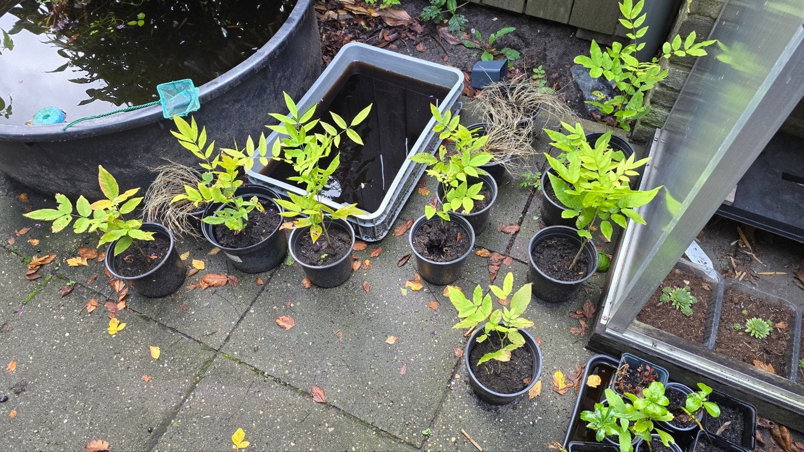 blauweregen in pot, Ophalen, Overige soorten, Volle zon