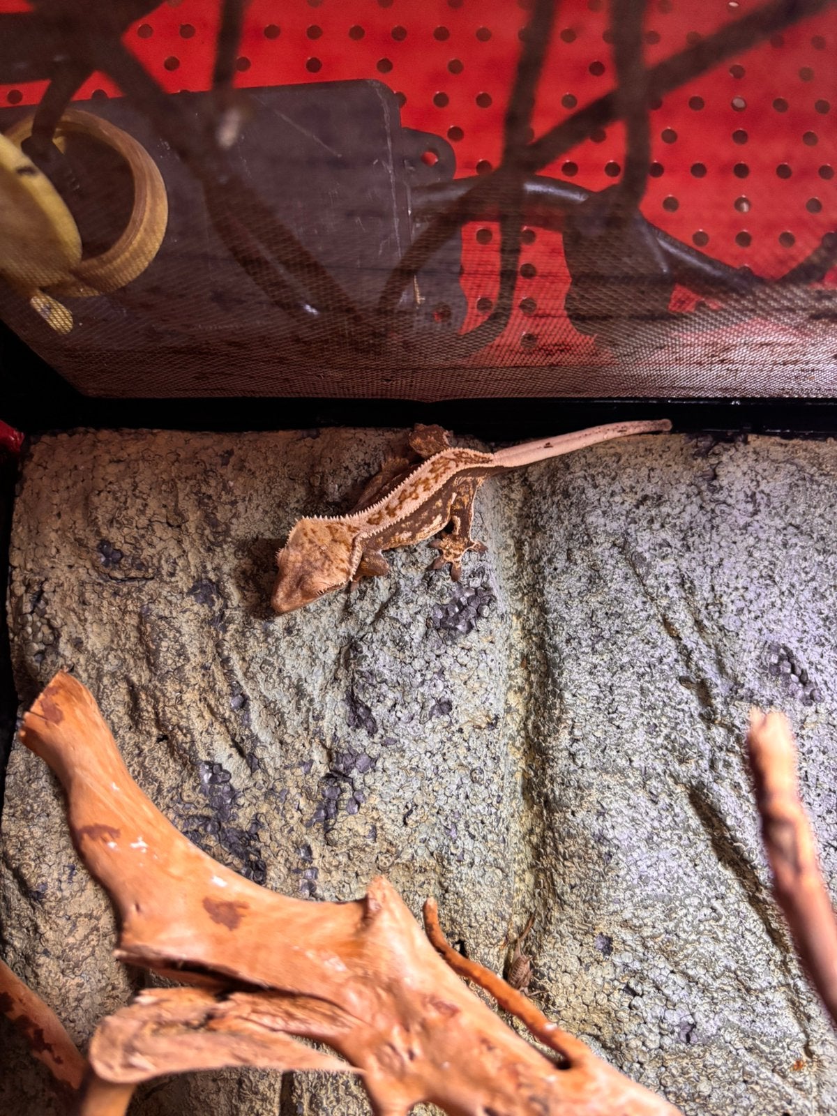 Wimper gekko Crested Gecko - unknown for sale from Koicompagnie