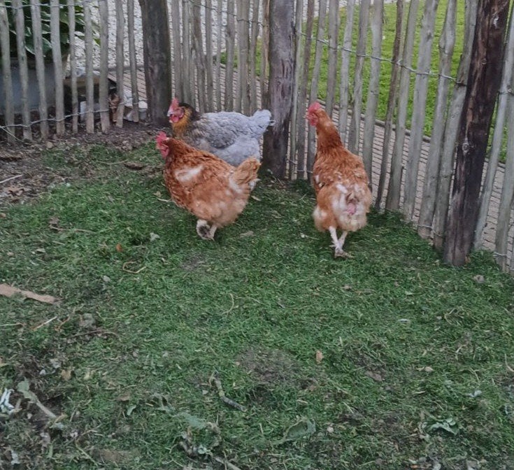 3 legkippen, Vrouwelijk, Kip