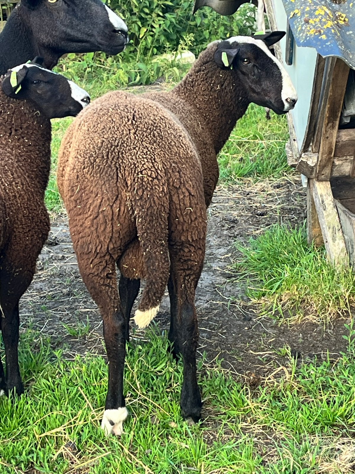 Zwartbles fokrammen, Mannelijk, Schaap, 0 tot 2 jaar