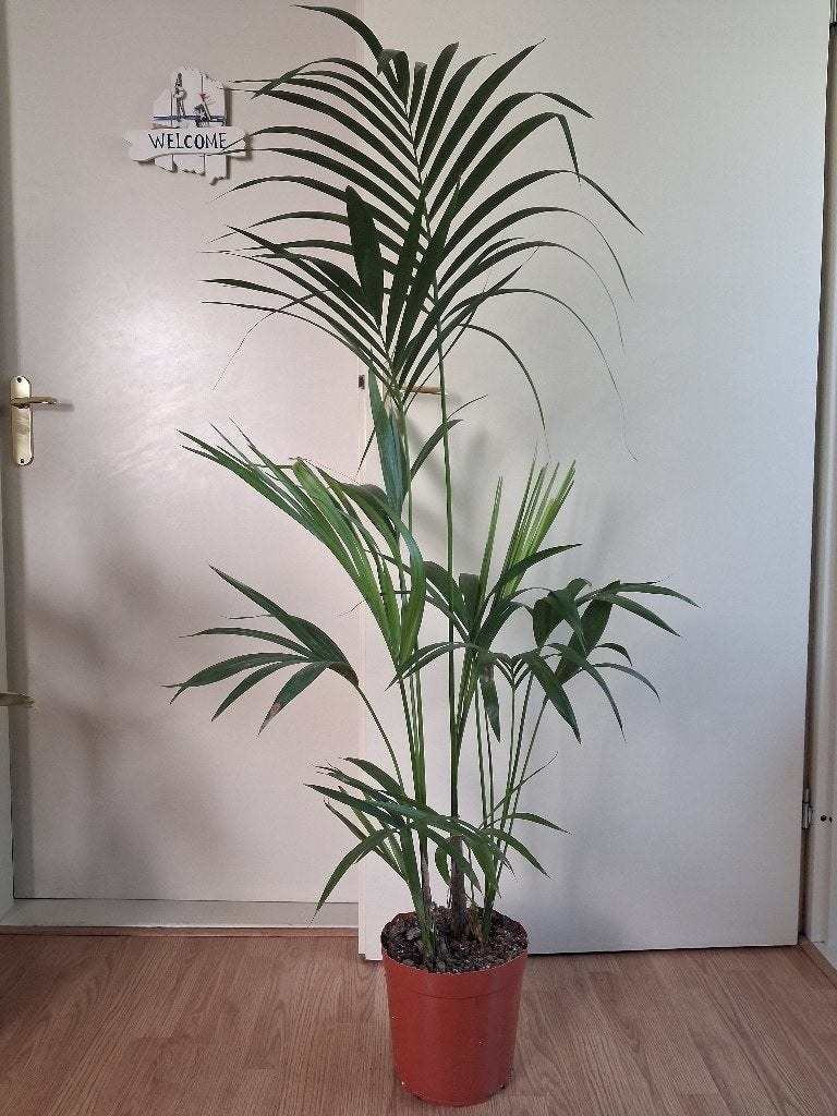 XL Howea Forsteriana - Kentiapalm H: 135 cm., Huis en Inrichting, Kamerplanten, Palm, 100 tot 150 cm, Groene kamerplant, Halfschaduw