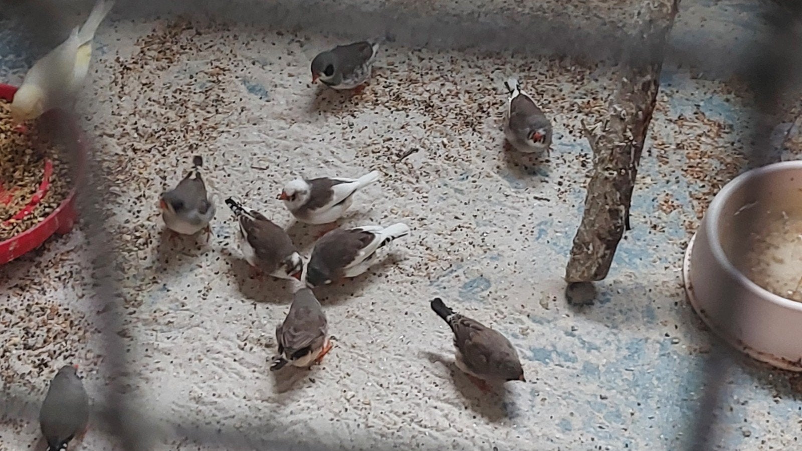 Prachtige zebravinken  ca 40 stuks, Dieren en Toebehoren, Vogels | Overige Vogels, Meerdere dieren