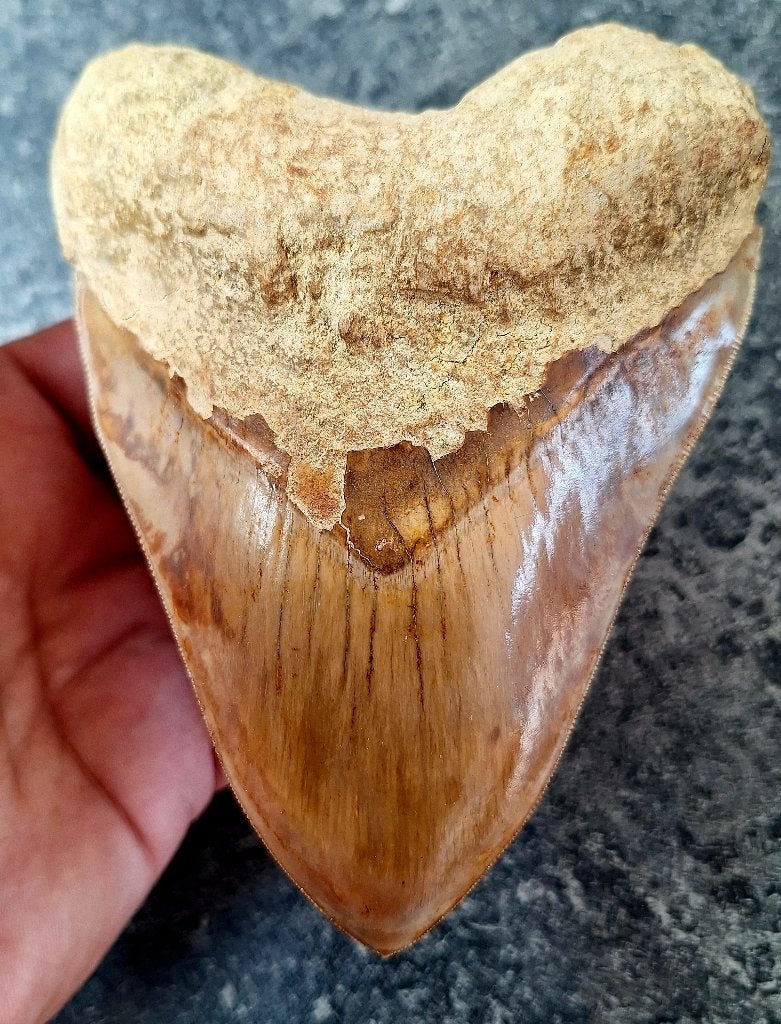 megalodon tand indonesie		13.4x10.1x2.7	cm, Verzamelen, Mineralen en Fossielen, Ophalen of Verzenden, Fossiel