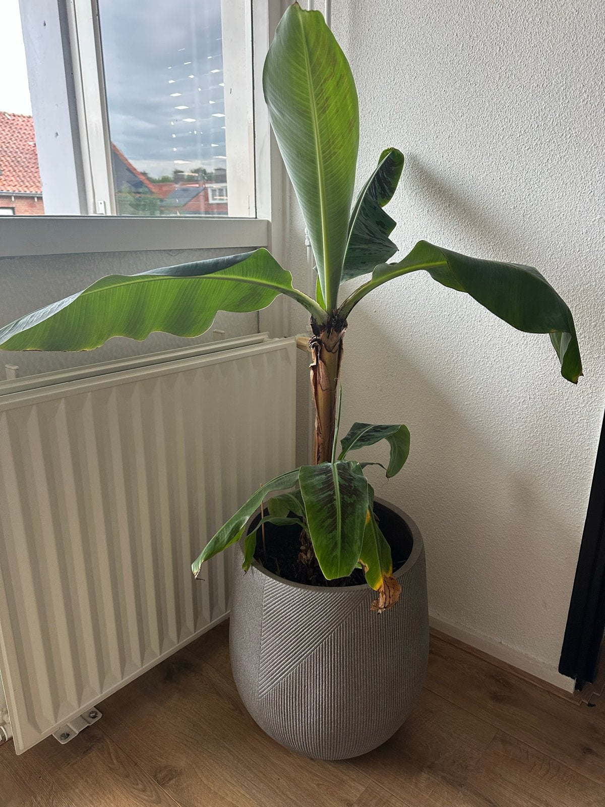 Grote bananenplant (Musa) zonder pot, Ophalen, 100 tot 150 cm, Overige soorten, Volle zon