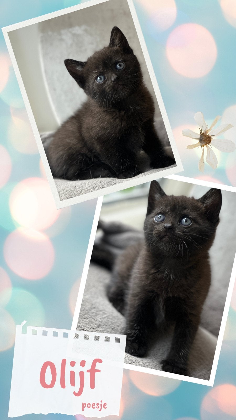Britsekorthaar & Amerikaansekorthaar kittens, Geslacht onbekend, Kortharig, 0 tot 2 jaar