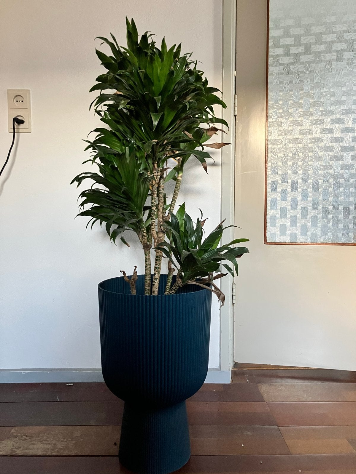 Grote dracaena (drakenbloedboom), Kunststof, Rond, Binnen, Zo goed als nieuw