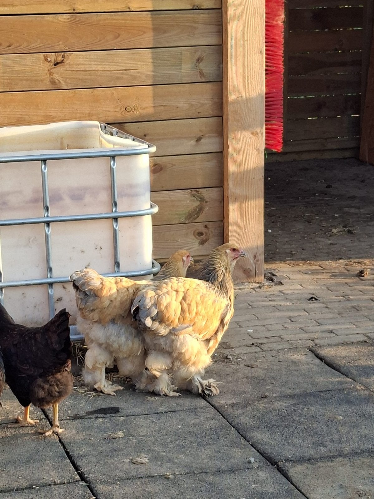 Barnevelder en brahma te koop, Dieren en Toebehoren, Pluimvee, Vrouwelijk, Kip