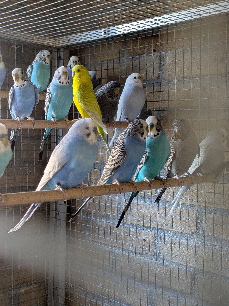 Grasparkieten, Dieren en Toebehoren, Meerdere dieren, Parkiet, Geringd