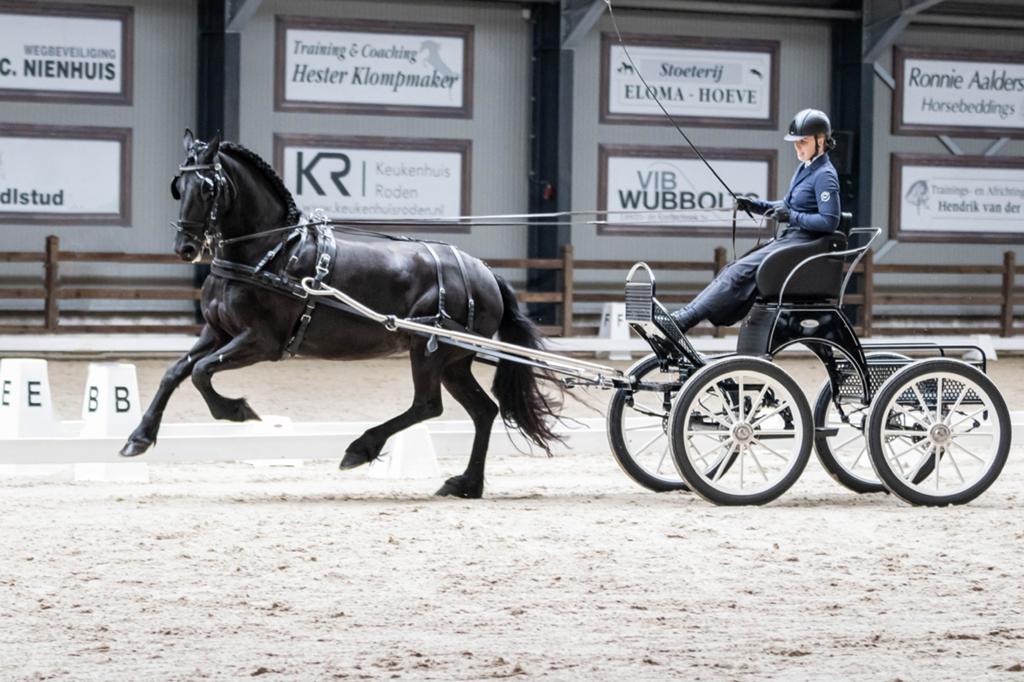 10-jarige friese ster sport merrie, bomproof!, Dieren en Toebehoren, Paarden, Merrie, Dressuurpaard
