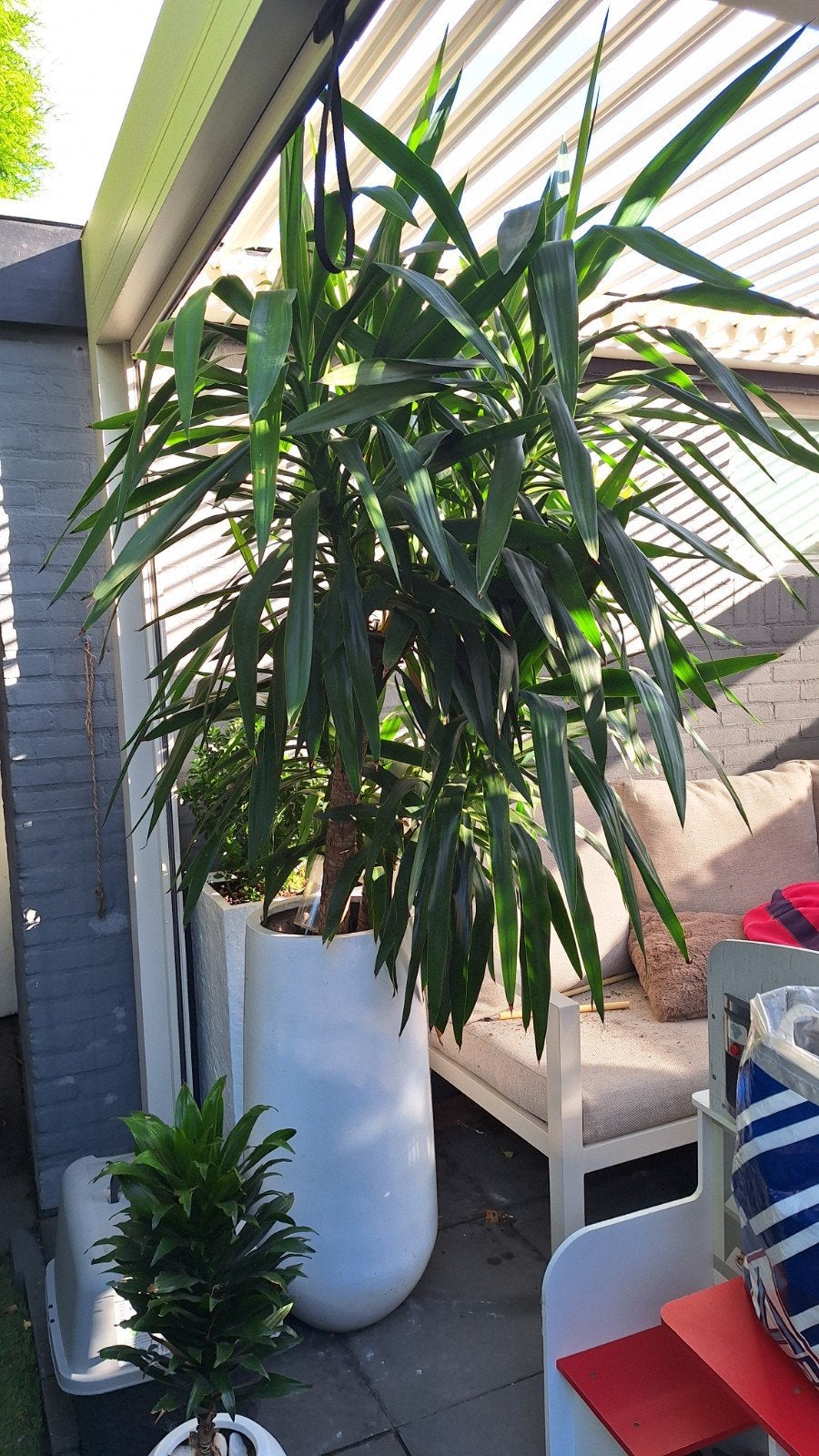 hele grote yucca, Huis en Inrichting, Kamerplanten, Ophalen, 100 tot 150 cm, Halfschaduw, Yucca
