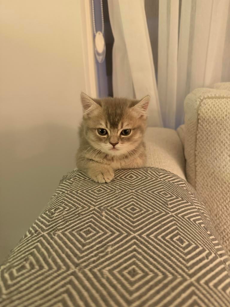 Britse korthaar, Dieren en Toebehoren, Katten en Kittens | Overige Katten, Kater