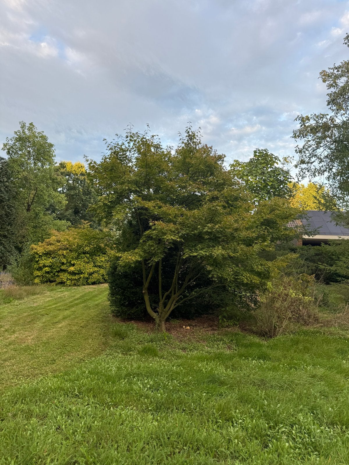 Mooie Japanse Esdoorn (Acer palmatum), Bloeit niet, Overige soorten, 250 tot 400 cm, Ophalen