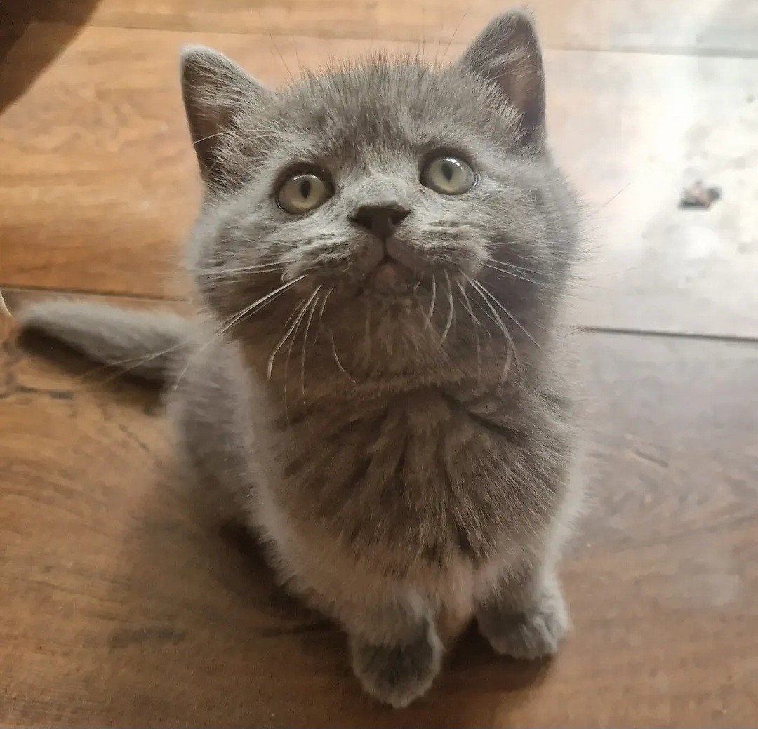 Britse korthaar kittens blauw blue en wit, Dieren en Toebehoren, Kater, Met stamboom