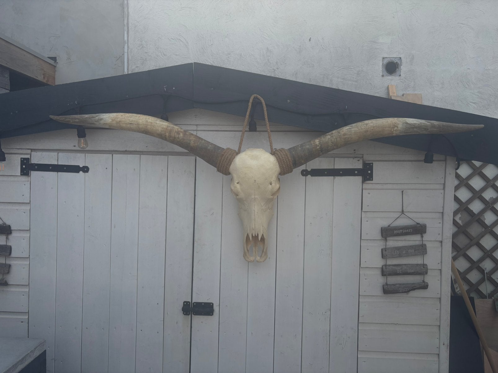 Longhorn schedel, Ophalen, Vintage, Decoratieobject, Zo goed als nieuw