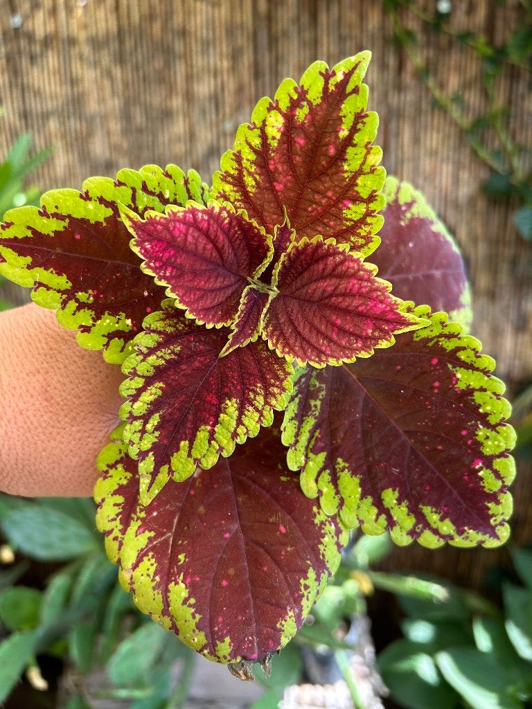 Coleus topstek🌱, Bloeiende kamerplant, Ophalen of Verzenden, Halfschaduw, Minder dan 100 cm
