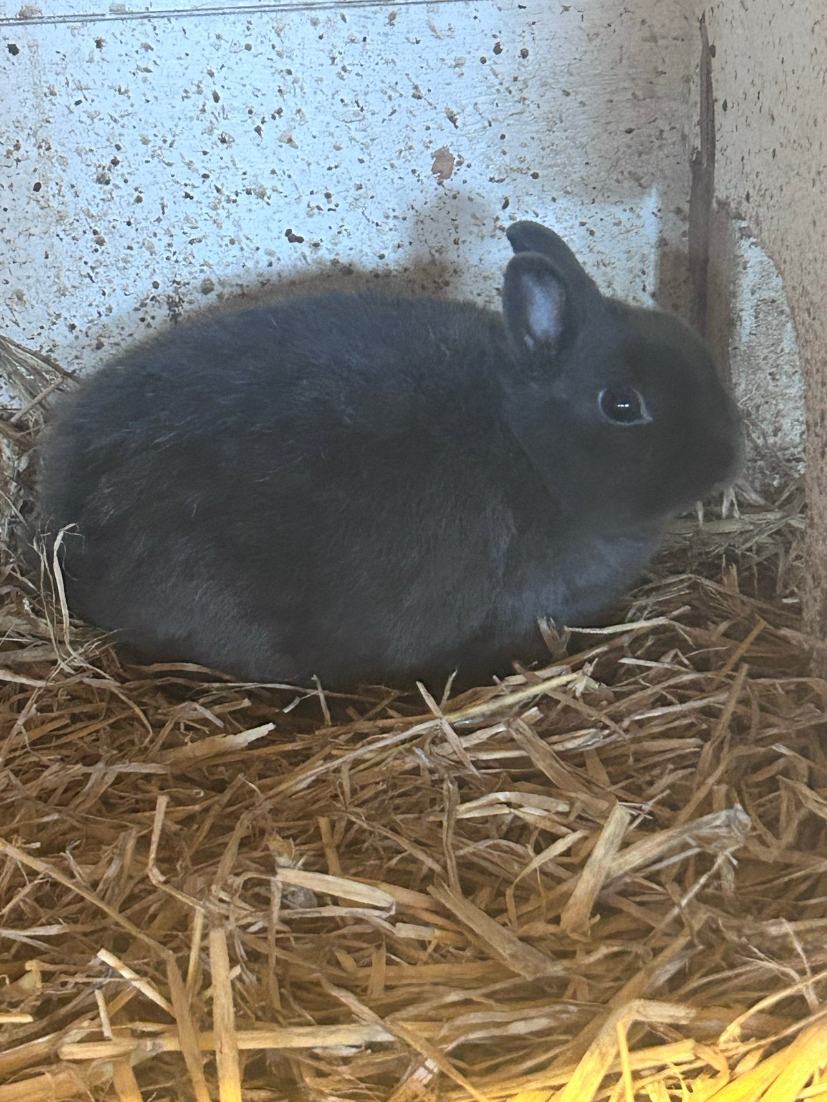 Konijn, Dieren en Toebehoren, Knaagdieren, Augustus, Mannelijk, Cavia