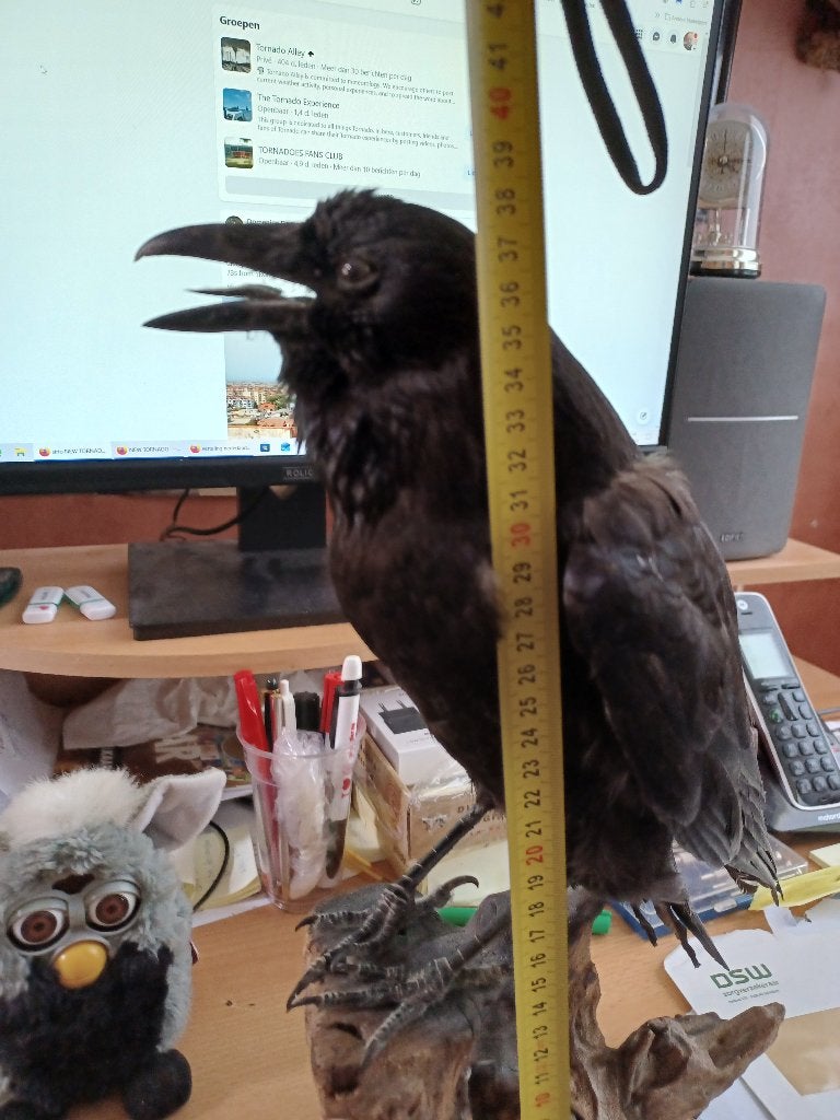 Opgezette kraai, Ophalen, Zo goed als nieuw, Vogel, Opgezet dier