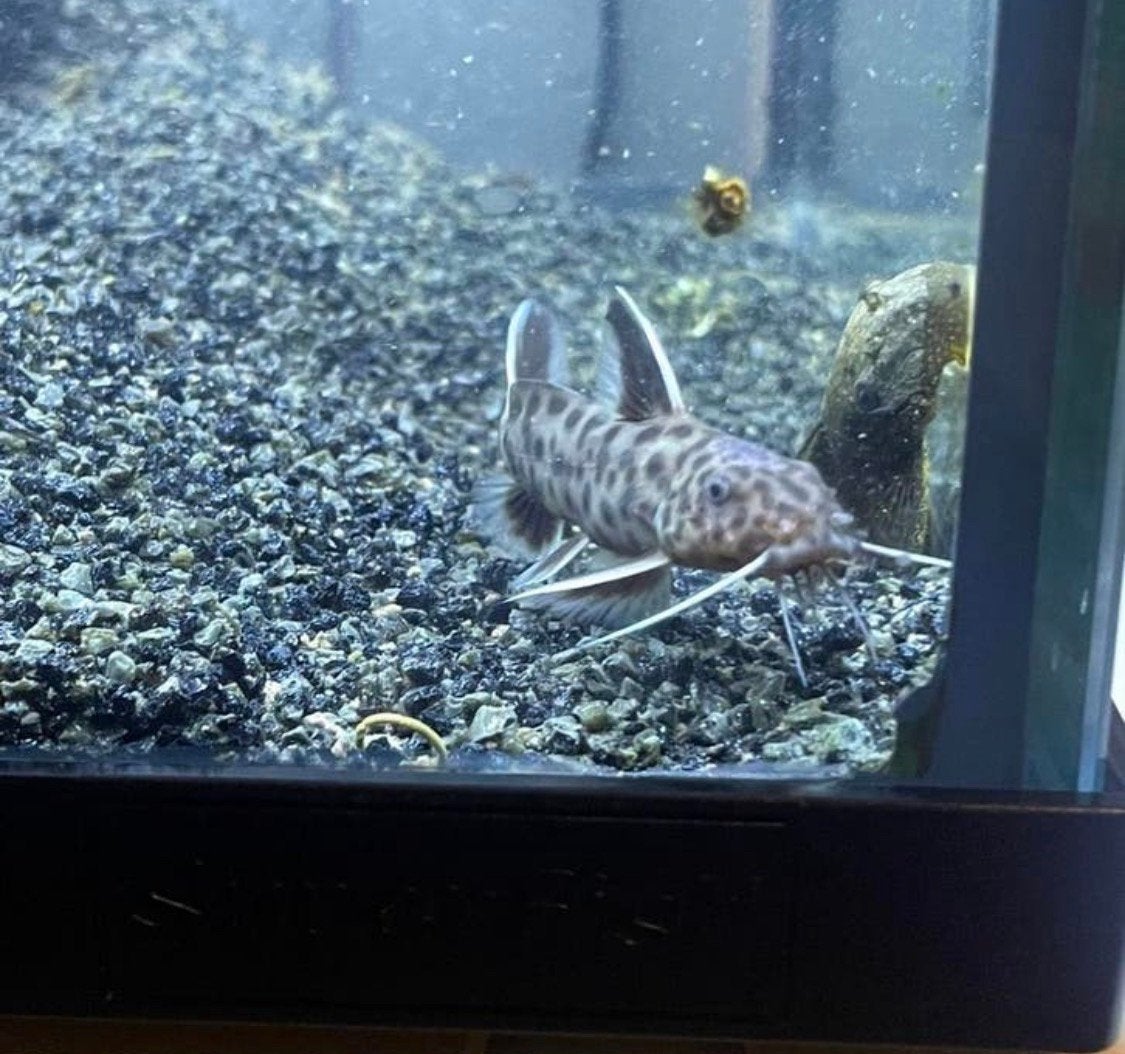 Diverse tropische vissen tekoop, Dieren en Toebehoren, Vissen | Aquariumvissen, Vis