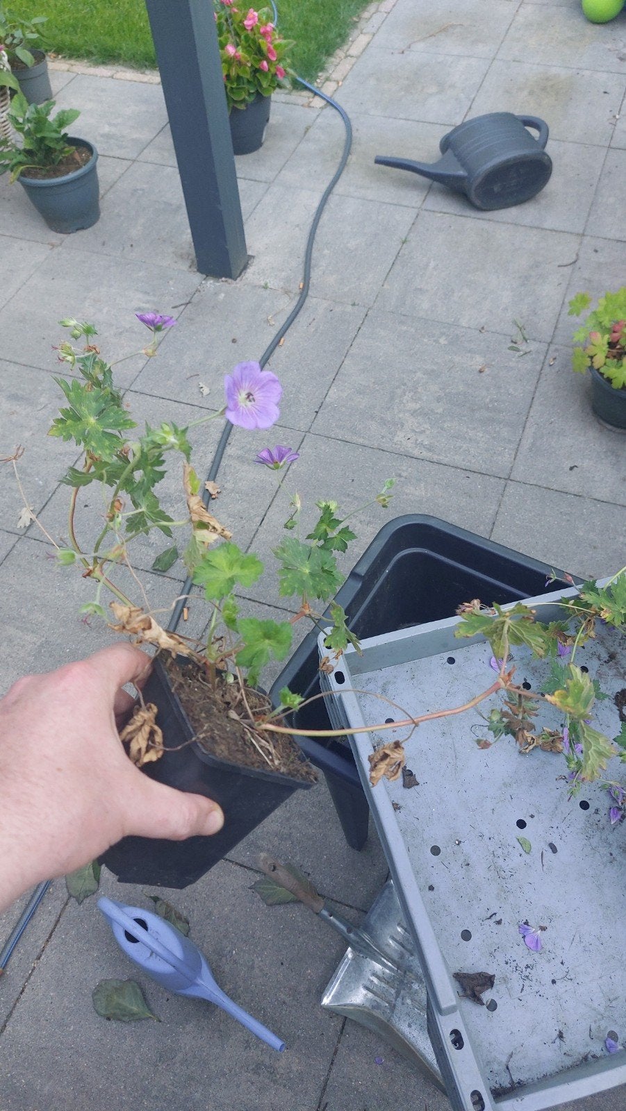 Geranium Rozanne p9, Ophalen, Vaste plant, Overige soorten, Volle zon