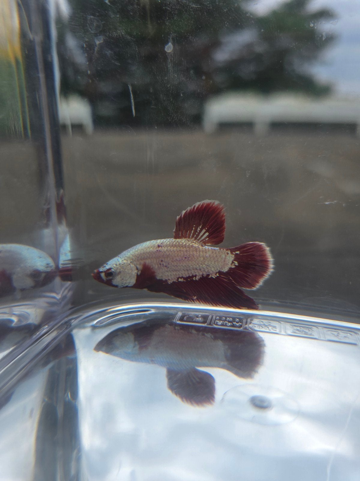 Betta red dragon hmpk te koop, Dieren en Toebehoren, Vissen | Aquaria en Toebehoren, Ophalen, Nieuw, Plant(en), Steen of Hout