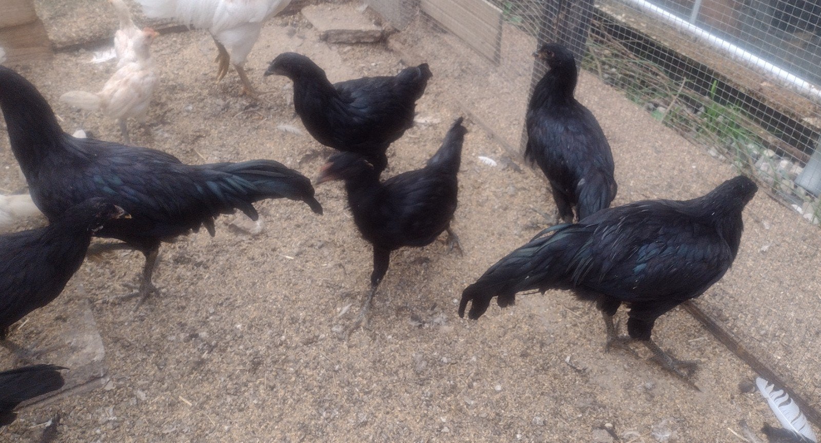 Te Koop: jonge grote Sumatra en lach kippen., Dieren en Toebehoren, Pluimvee, Meerdere dieren, Kip