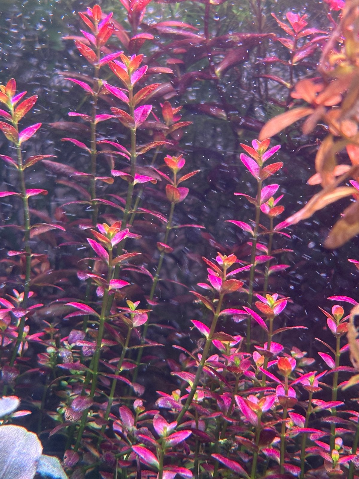 Rotala ramosior Florida, Ophalen of Verzenden, Nieuw, Plant(en), Steen of Hout