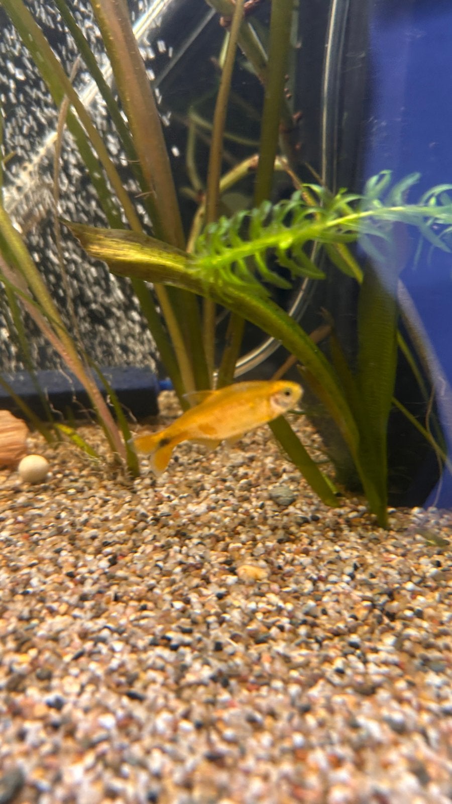 Aquariumvis – vermoedelijk Buenos Aires tetra, Dieren en Toebehoren, Vis