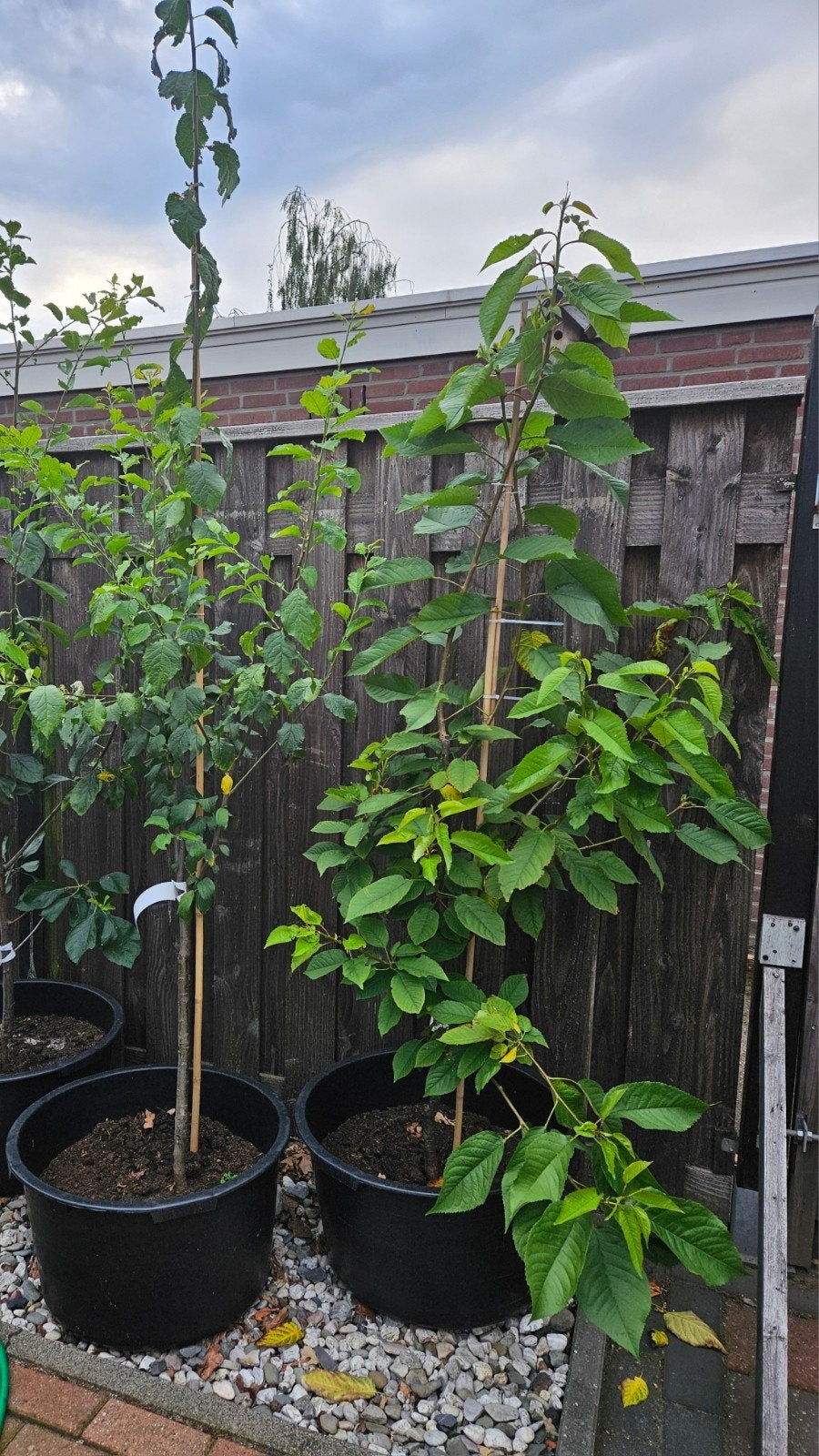 Fruitboom 'Wijnkers' in pot, Tuin en Terras, Planten | Bomen, Overige soorten, Lente, 100 tot 250 cm, Ophalen