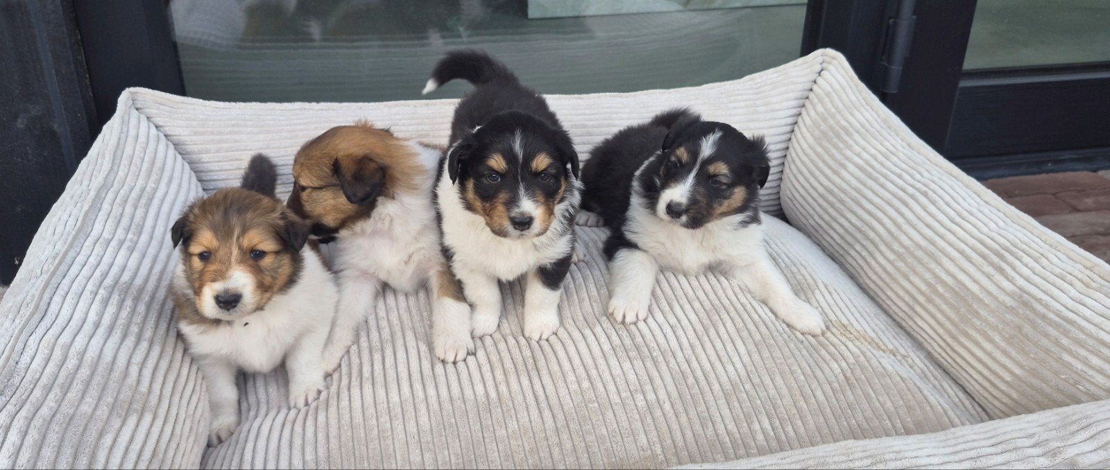 Pups schotse collie x austrailian sheperd