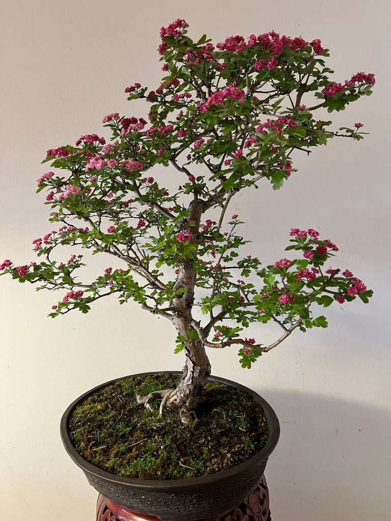 Bloeiende Meidoorn Bonsai - Crataegus monogyna Paul Scarlet, Tuin en Terras, Overige soorten, Lente, Minder dan 100 cm, Ophalen