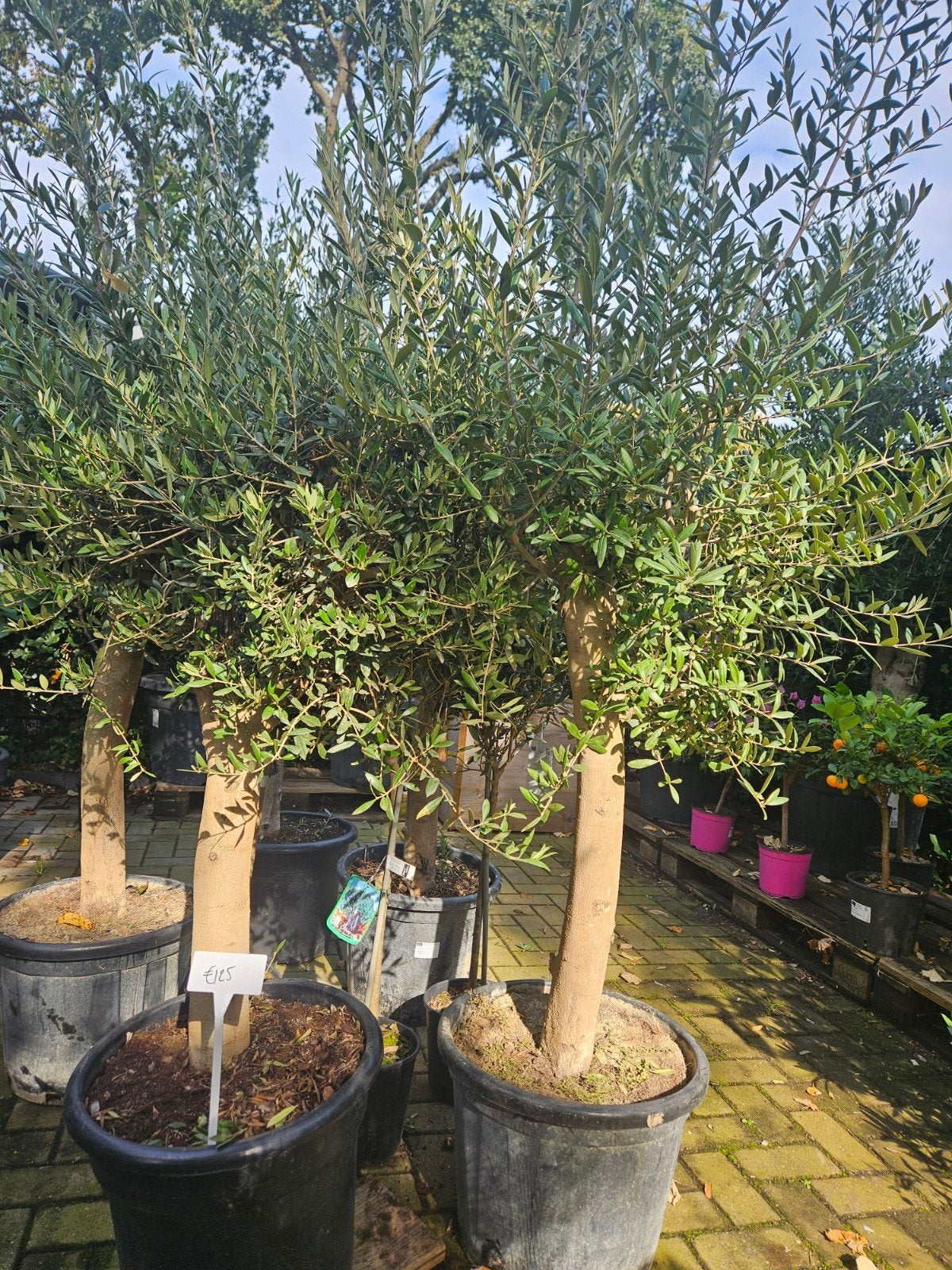 Olijfbomen 125 euro gratis bezorgd io Hilversum Zondag open!, Tuin en Terras, 100 tot 250 cm, Olijfboom, Zomer, Ophalen
