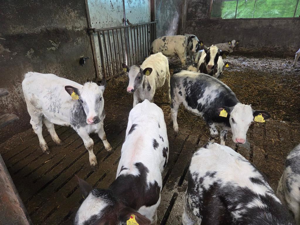 Dikbil pinkjes,stieren, Dieren en Toebehoren, Runderen, Mannelijk