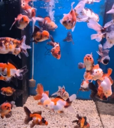 Handpick Oranda, Rozentail Goudvis 10 / 12 cm - Koidreams, Goudvis(sen)