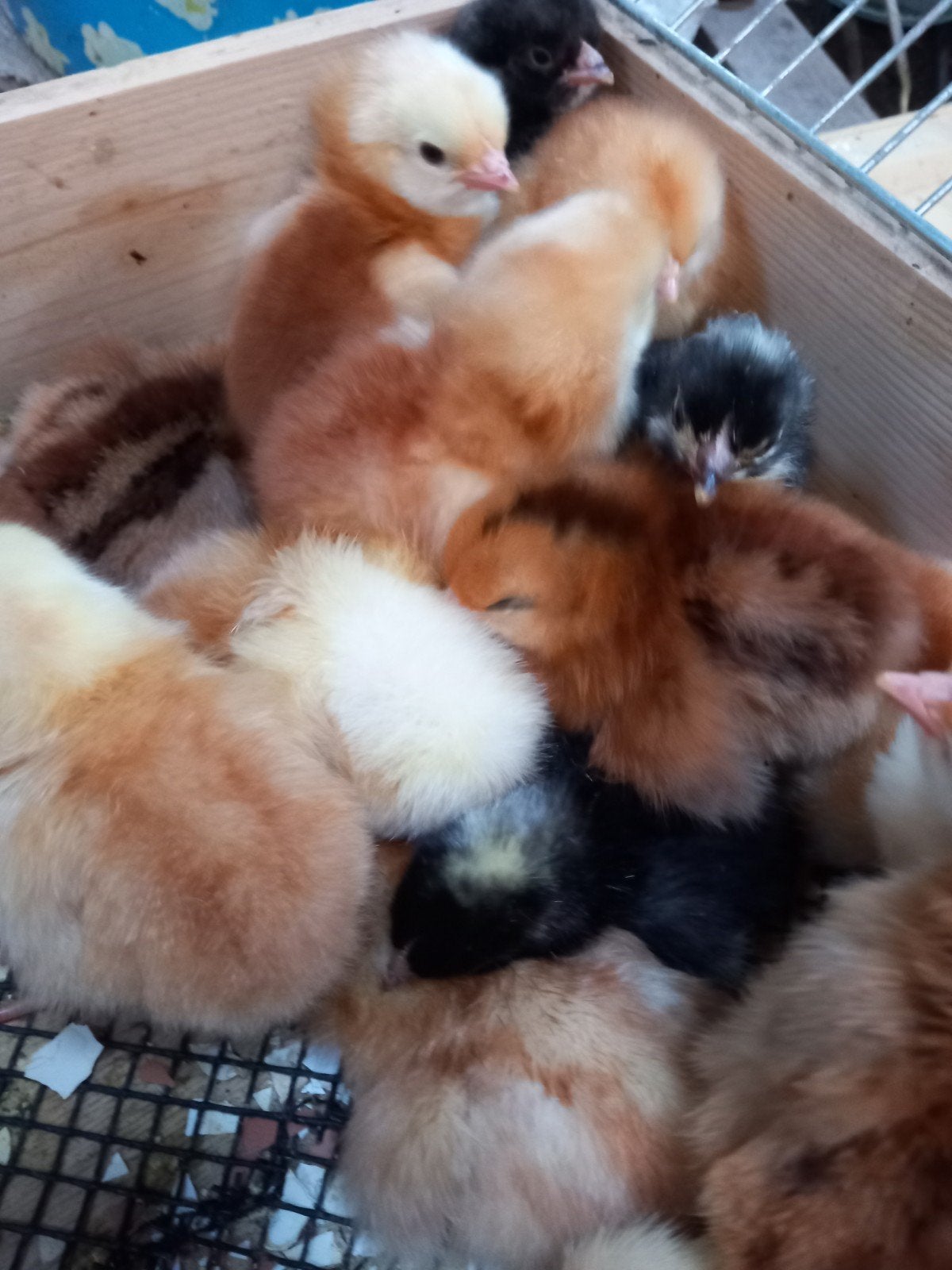 legkippen kuikens, Dieren en Toebehoren, Pluimvee, Vrouwelijk, Kip