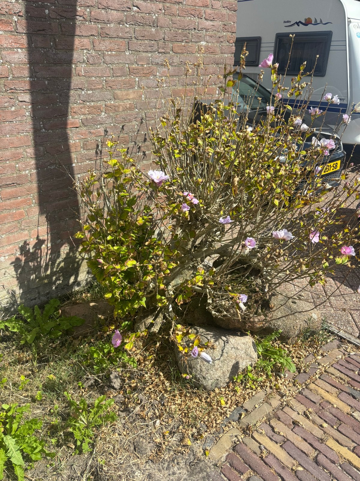 Diverse natuurstenen voor tuin of decoratie, Tuin en Terras, Grind, Keien en Split, Ophalen, Overige materialen, Gebruikt, Kei