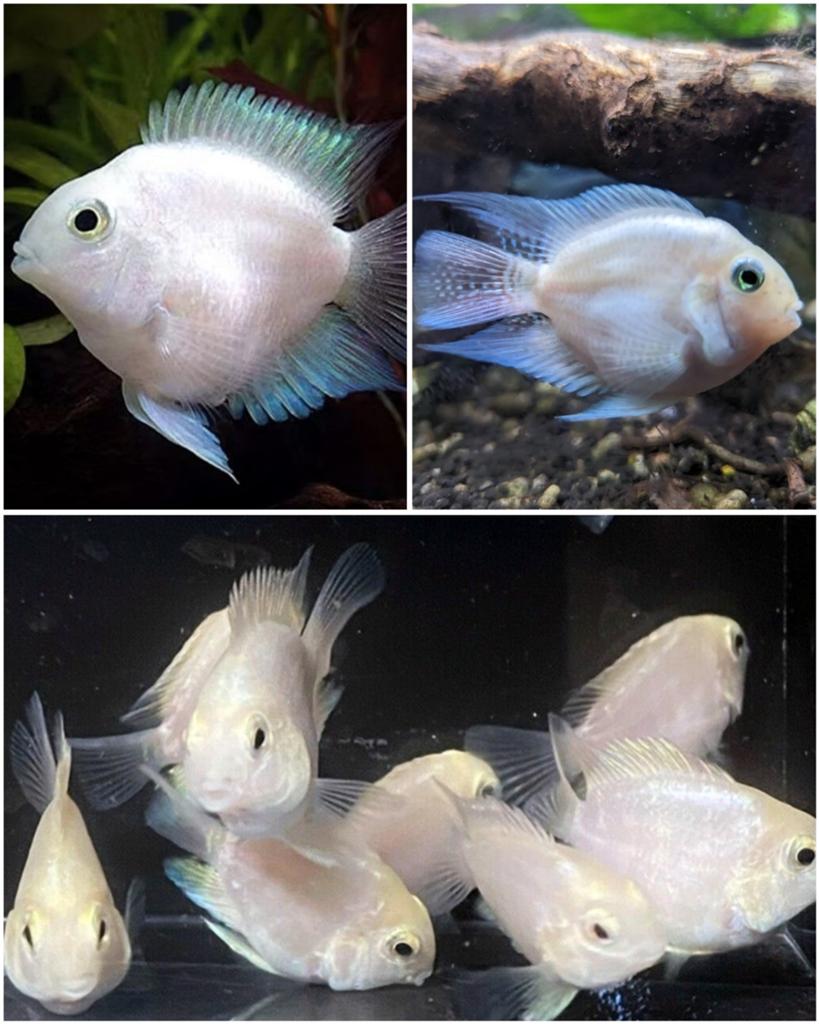 white polar parrot chiclides gezocht, Dieren en Toebehoren, Vis, Zoetwatervis