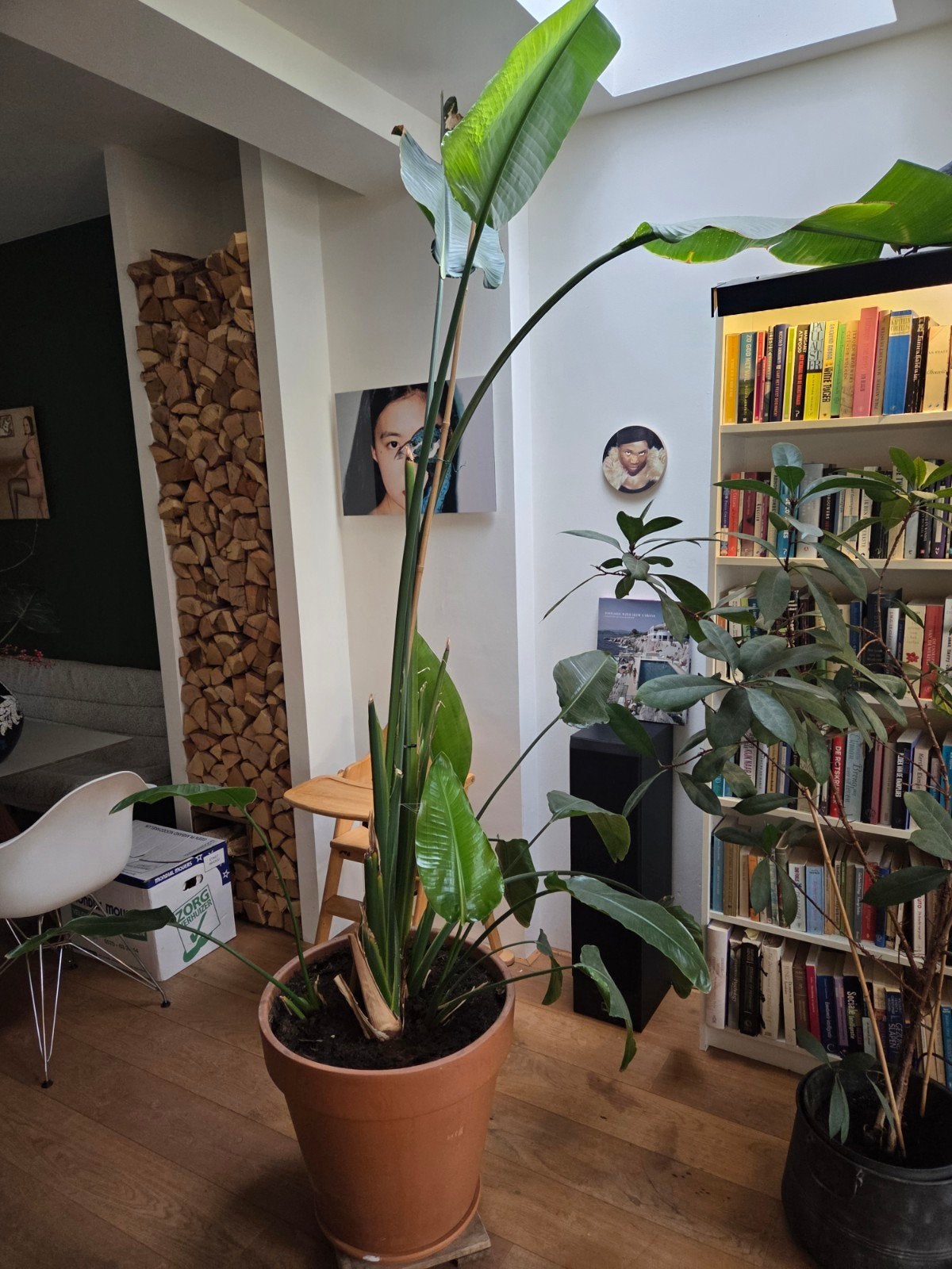 Bananenplantages ca 2 meter hoog, Ophalen, Halfschaduw
