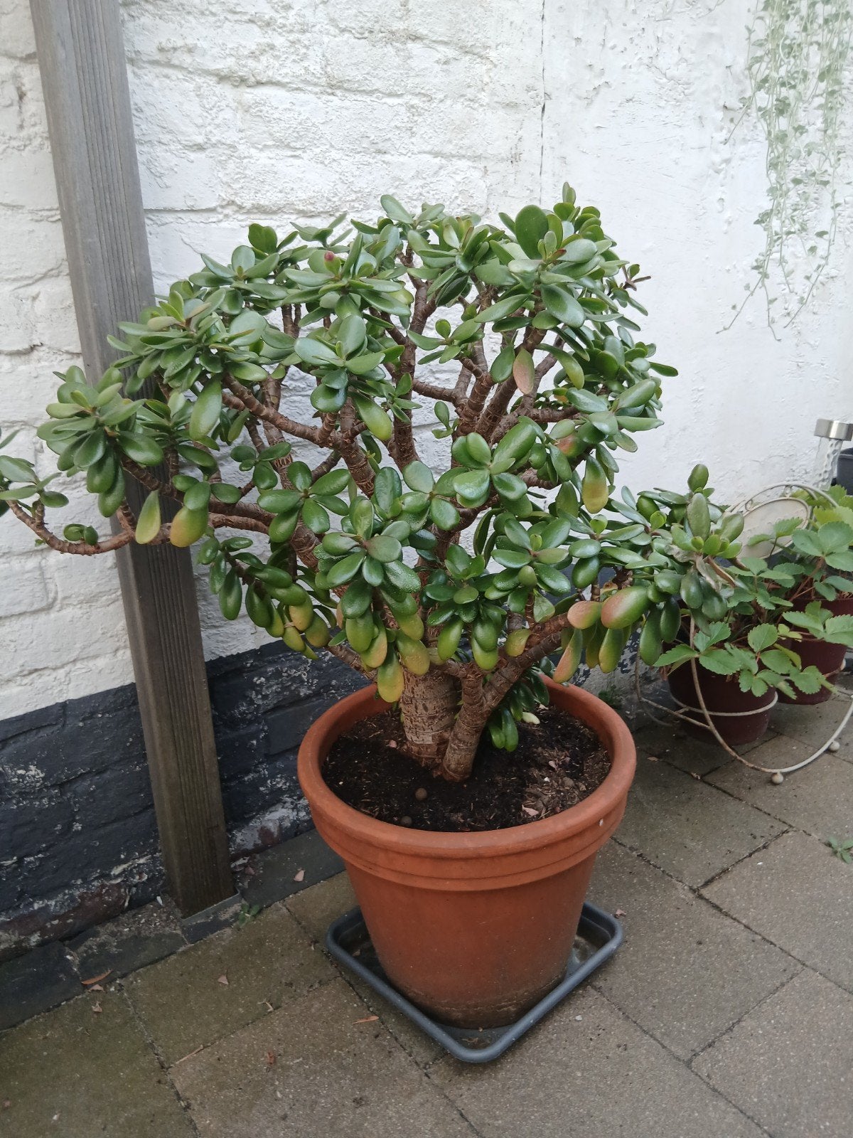 Grote Jadeboom (Crassula ovata) in terracotta pot, Tuin en Terras, Volle zon, Vaste plant, Bloeit niet, Ophalen