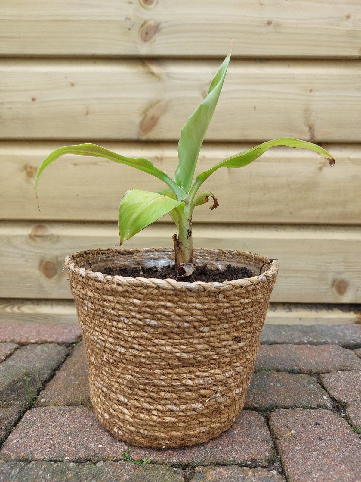 Musa acuminata 'Dwarf Cavendish' - Dwergbanaan 30 CM, Ophalen