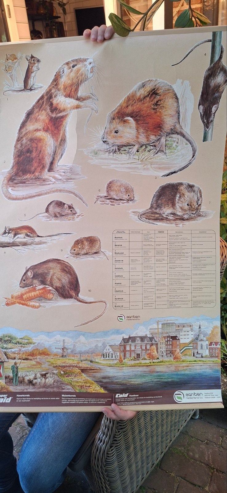 Vintage educatieve poster muizen en ratten, Gebruikt, Ophalen of Verzenden, Foto of Poster, 75 – 100