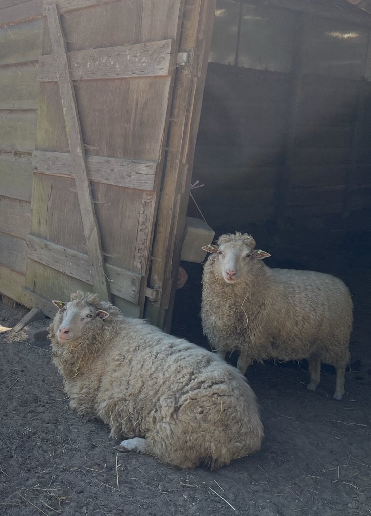 Twee ooien kruising merino, Dieren en Toebehoren, Schapen, Geiten en Varkens, Vrouwelijk, Schaap, 0 tot 2 jaar